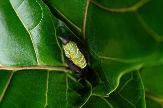 Tender leaf of a fiddle plant 