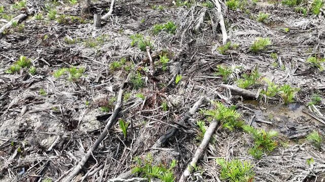 Field of dead grass and trees with a few green plants. Scene is somber and desolate