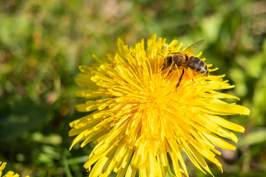 Bee gathering pollen on yellow dandelion flower in spring