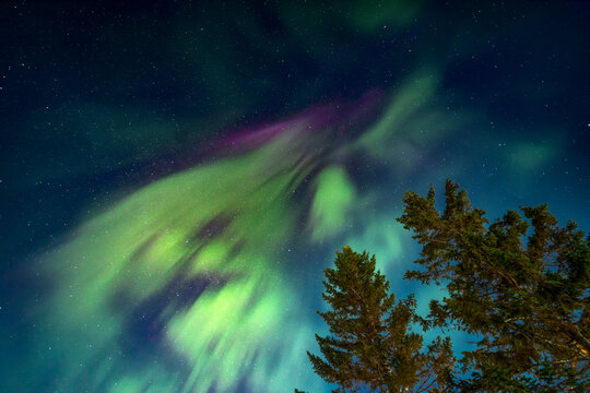 Northern lights over Tromso, Lapland pine forest night