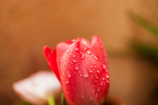 Tulip flower with raindrops on soft bokeh backdrop