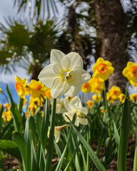 Obraz premium White daffodil flower in sunlight with yellow blossoms and palm trees in background