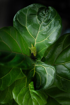 Fiddle leaf and leaf bud 