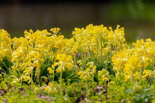 Selective focus of golden yellow flowers Primula veris in the garden, The common cowslip primrose is a herbaceous perennial flowering plant in the primrose family Primulaceae, Nature floral background