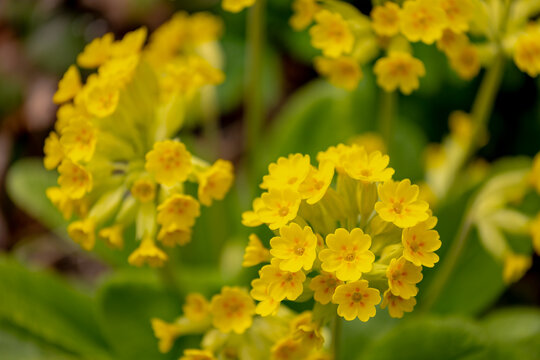 Selective focus of golden yellow flowers Primula veris in the garden, The common cowslip primrose is a herbaceous perennial flowering plant in the primrose family Primulaceae, Nature floral background