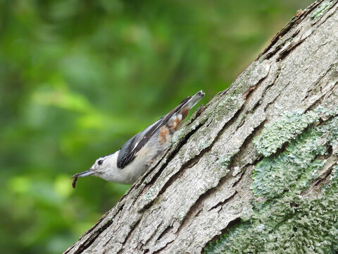 A hungry, white-breasted nuthatch caught an insect to eat. Woodland forest, Shenandoah National Park, Blue Ridge, Appalachian mountains, Virginia.