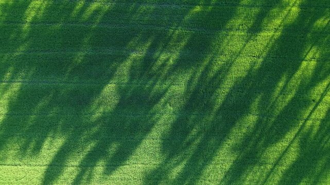 Aerial View of Natural Shadows Across Paddy Field
