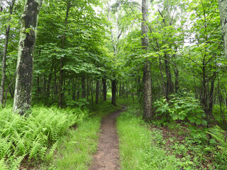 Fototapeta premium Visitors can enjoy a beautiful hike through the woodland forest of Shenandoah National Park. Overall Run Falls Trail, Blue Ridge, Appalachian mountains, Virginia. 