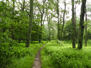 Fototapeta premium Visitors can enjoy a beautiful hike through the woodland forest of Shenandoah National Park. Overall Run Falls Trail, Blue Ridge, Appalachian mountains, Virginia. 