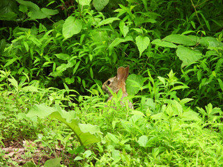 Fototapeta premium Eastern cottontail rabbit living within the woodland forest of Shenandoah National Park, Blue Ridge, Appalachian Mountains, Virginia.
