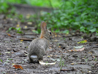 Eastern cottontail rabbit living within the woodland forest of  Shenandoah National Park, Blue Ridge, Appalachian Mountains, Virginia. © Scenic Corner