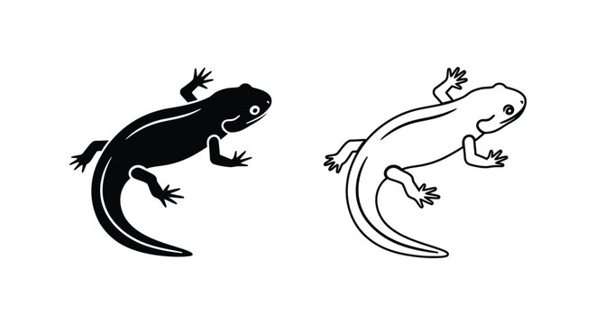 Salamander vs Newt: Amphibian Comparison Guide Vector
