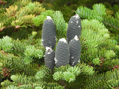 Balsam fir, coniferous tree, cones, growing within the forest of Shenandoah National Park, Blue Ridge Mountains, Virginia. 