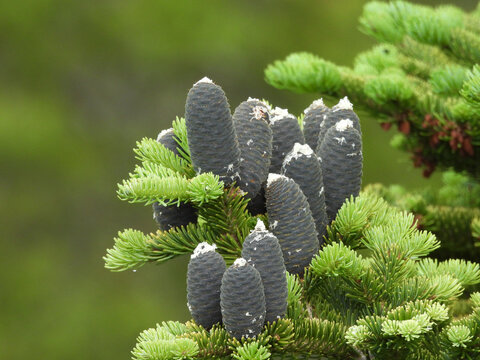 Balsam fir, coniferous tree, cones, growing within the forest of Shenandoah National Park, Blue Ridge Mountains, Virginia. 