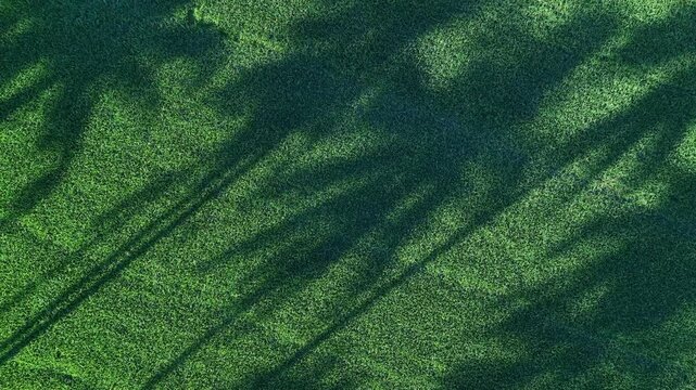 Aerial view of natural tree shadows across paddy field