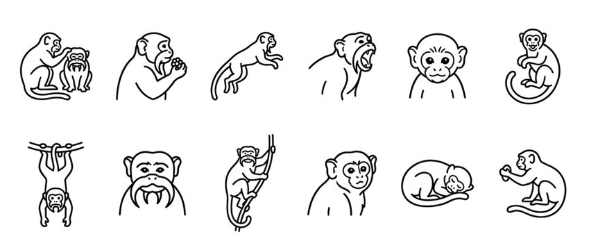 Monkeys, primates, animals, set of various line art icons depicting different poses and expressions of these wild creatures.