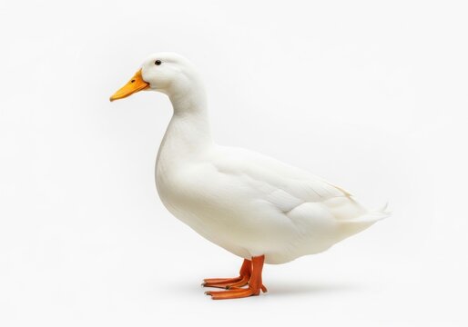 Full body side view of a white duck with orange beak and feet isolated on white background