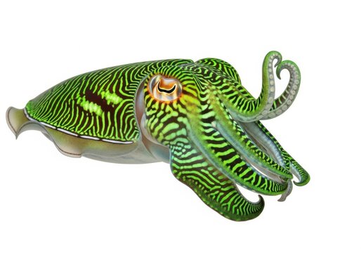 Vibrant green cuttlefish isolated on white background
