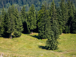 Tall Norway spruce trees (Picea abies) standing along a grassy mountain clearing at the edge of a dense coniferous forest in Romania. © Dan