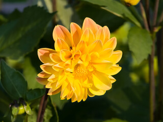 Vibrant yellow dahlia blossom (Dahlia pinnata) with orange-tipped layered petals blooming in late-afternoon sunlight against green garden foliage. © Dan
