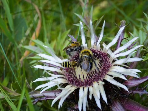 Stemless carline thistle flower (Carlina acaulis) being visited by bumblebees (Bombus) and a hoverfly in a grassy alpine meadow.