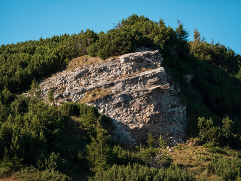 Weathered rocky conglomerate formation surrounded by alpine dwarf pine shrubland (Pinus mugo) under a clear blue sky on Ceahlău Massif, Romania.