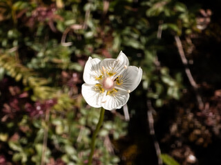 Single delicate white flower of Grass-of-Parnassus (Parnassia palustris) with veined petals and yellow stamens growing in a mountain wetland meadow. © Dan