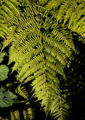 Detailed vertical view of a sunlit bracken fern frond (Pteridium aquilinum) displaying intricate green pinnae against dark forest shadows. © Dan