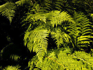 Vibrant green bracken fern fronds (Pteridium aquilinum) growing densely in sunlit forest undergrowth. © Dan