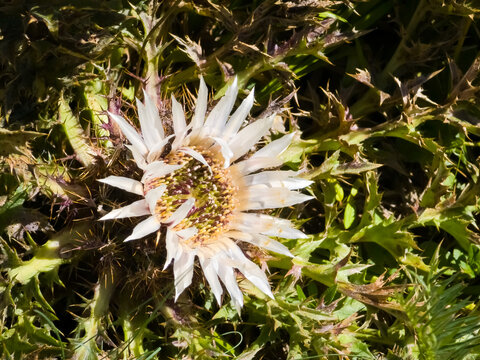 Stemless carline thistle (Carlina acaulis) flower blooming with silvery-white ray bracts amidst spiny basal leaves in macro focus.