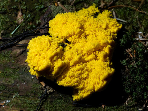 Dog's vomit slime mold (Fuligo septica) plasmodium forming a bright yellow, spongy aethalium structure on decaying forest floor substrate in macro focus.
