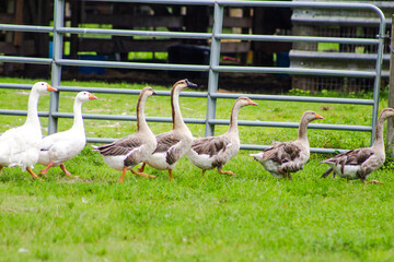 Obraz premium group of geese