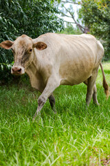 Obraz premium cow in the field