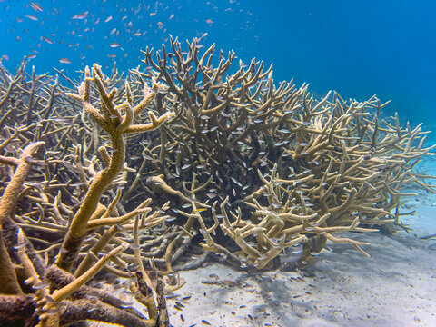 Caribbean coral garden, underwater Bonaire