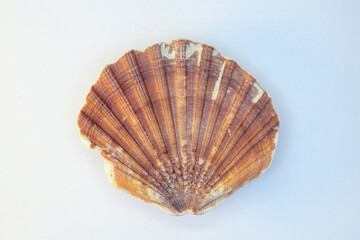 Natural scallop shell displaying ribbed texture on white background © ANTONIO