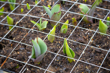 Green and purple tulip shoots emerging from soil under wire mesh © Florian Dussart