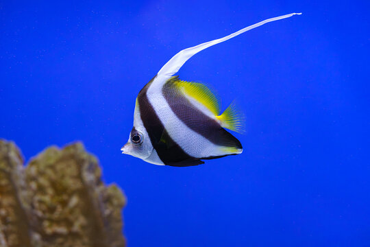 Pennant coralfish Heniochus acuminatus, longfin bannerfish, reef bannerfish or coachman with black and white bands swimming in clear blue aquarium water. Oceanarium, underwater life, aquatic animal