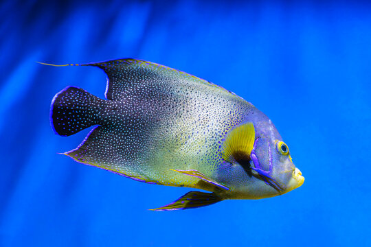 French angelfish, Pomacanthus paru with speckled pattern and elongated dorsal fin swimming in clear blue aquarium water background. Oceanarium, underwater life, aquatic animal, marine life