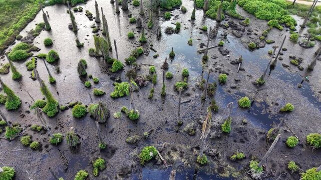 Aerial Palm Tree Swamp With Scattered Trunks