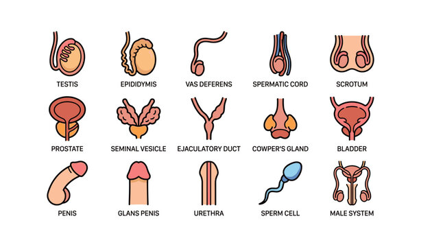 Diagrams of male reproductive system components