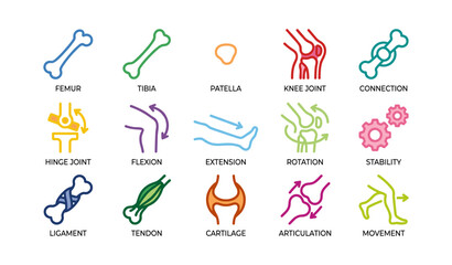 Obraz premium Colorful anatomical icons illustrating human skeletal and muscular systems