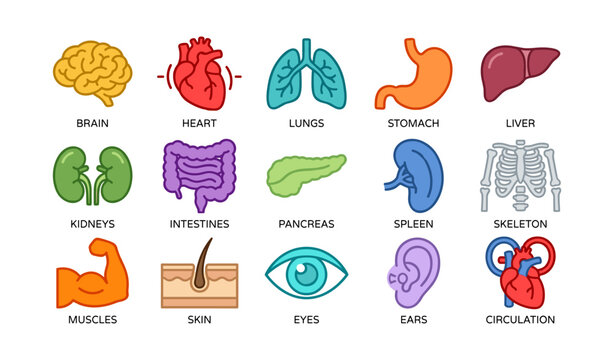 Colorful illustration of human organs and body systems