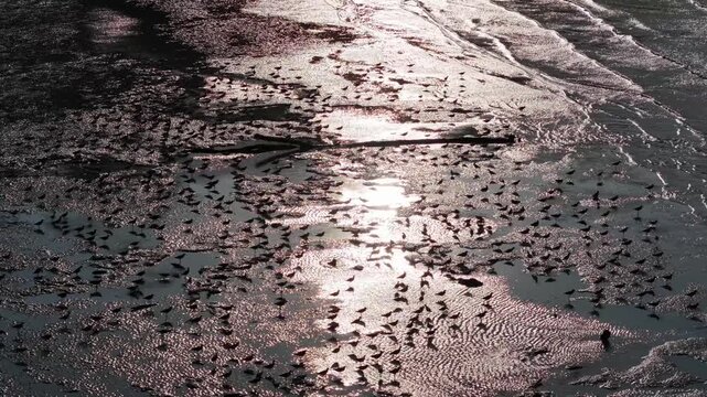 Aerial view of sandpipers flock on mudflat at low tide
