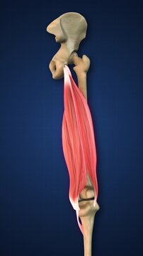 Hamstring Muscle Lower Limb Anatomy Medical Concept