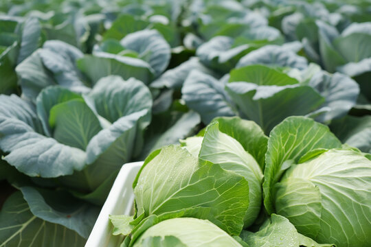 Fresh Green Cabbage Heads in a White Crate