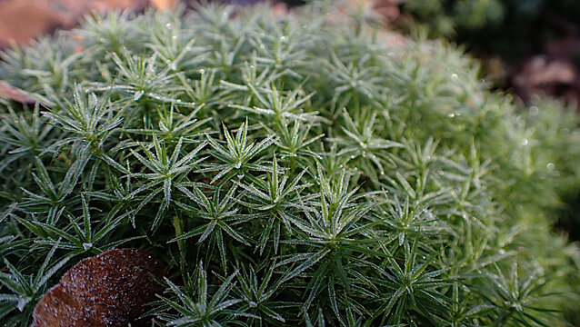 Close-up of green moss with frozen dew droplets in natural light