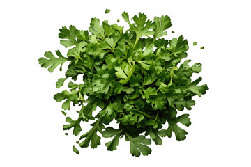 Obraz premium Fresh organic parsley bunch with green leaves, essential culinary herb for healthy eating, isolated on transparent background