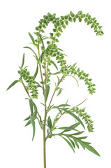 Fototapeta premium Ambrosia artemisiifolia - fresh ragweed plant in allergy season isolated on a white background. Common allergen.