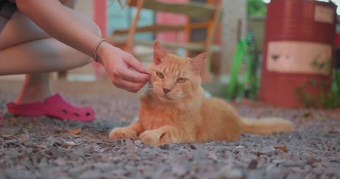 Orange cat receives affection from person crouching nearby