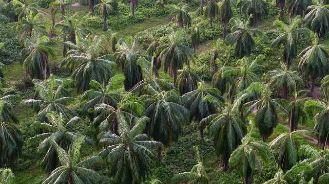 Aerial drone view of coconut palm plantation canopy